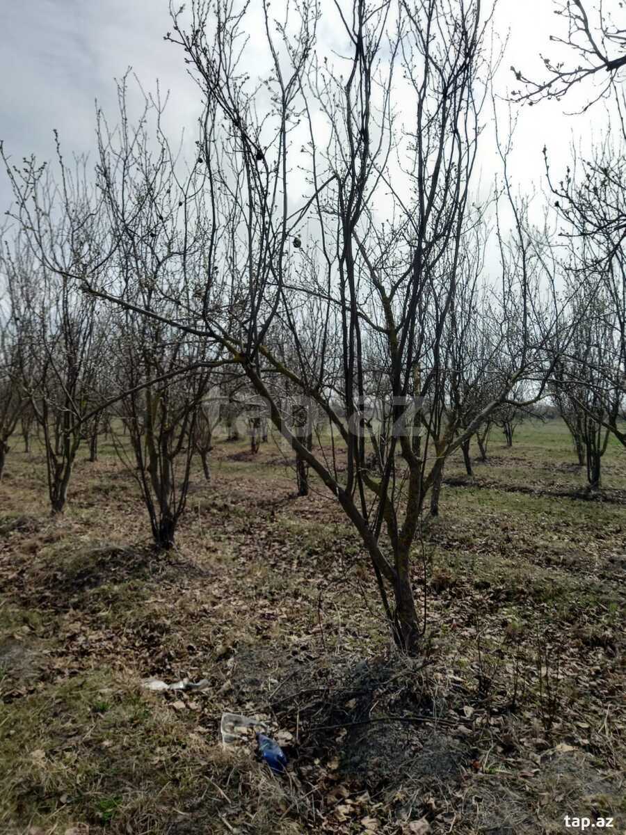 400 sot torpaq sahəsi, Göyçay r. (11)