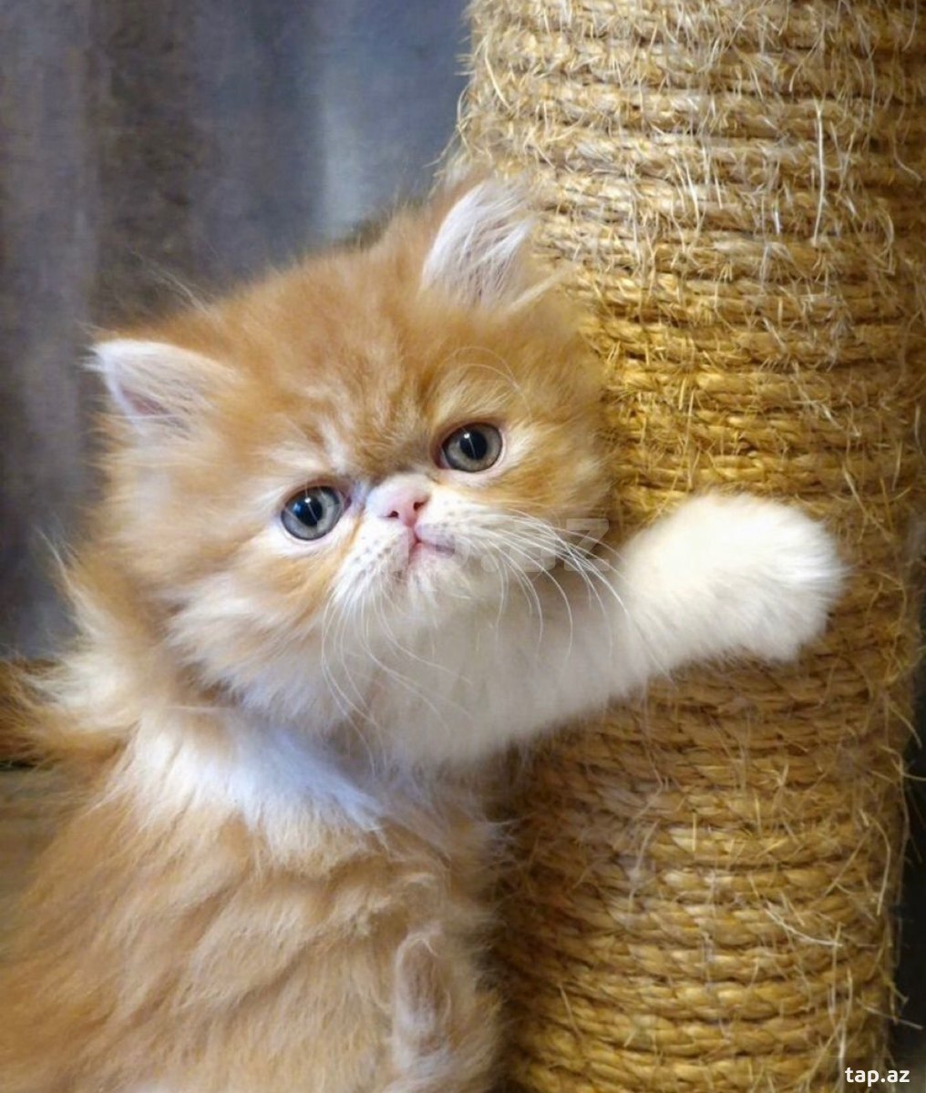 Персидские котята