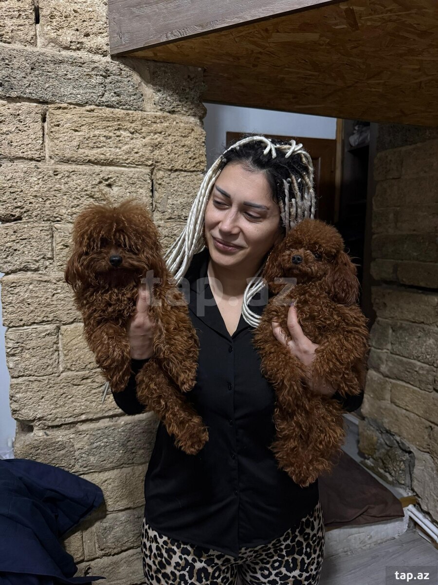 Toy pudel balaları (19)