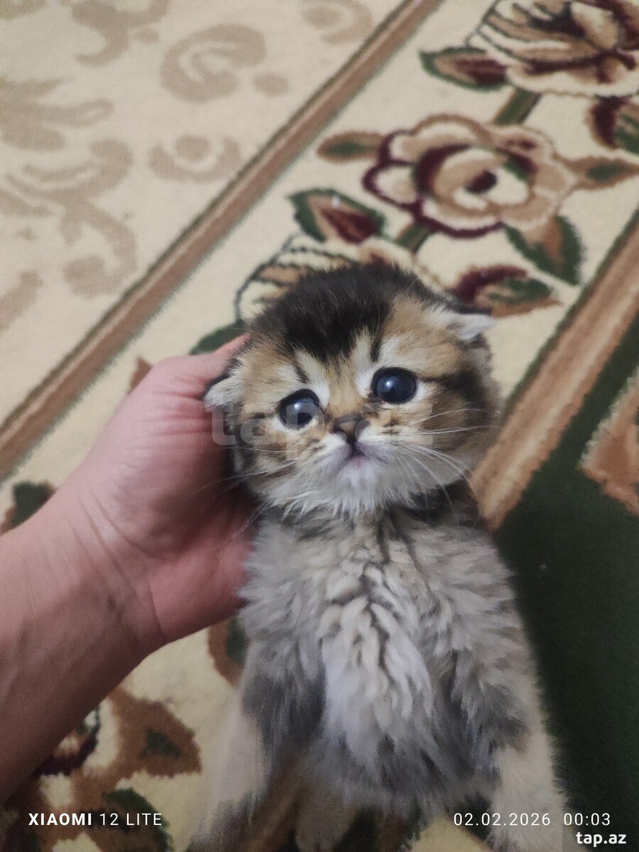 Şotland pişiyi balası