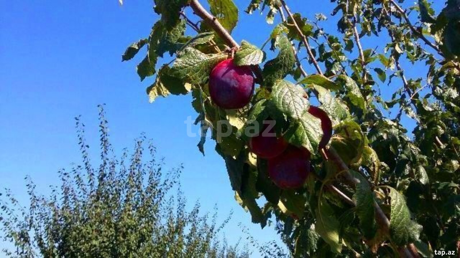 180 sot torpaq sahəsi, Xaçmaz r.