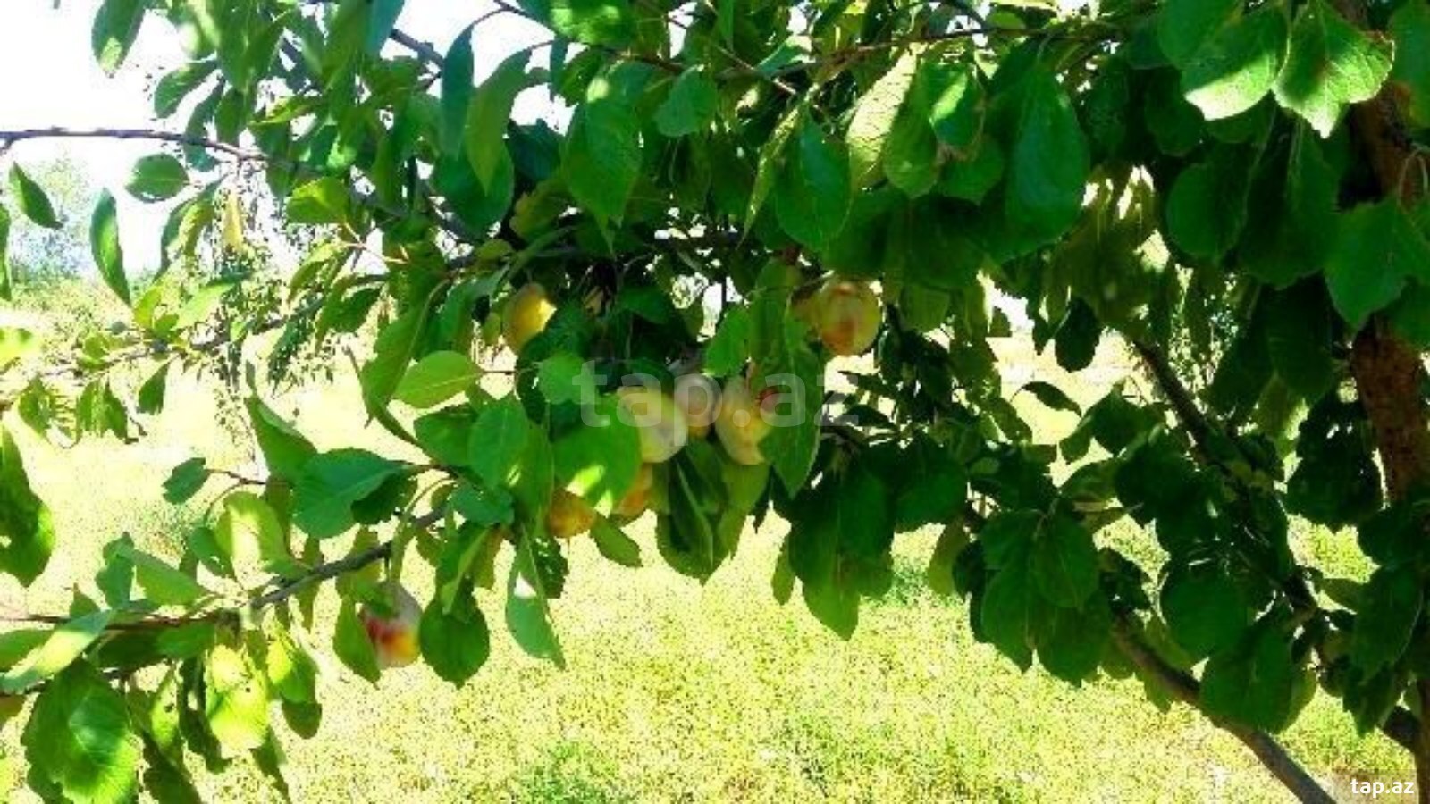 180 sot torpaq sahəsi, Xaçmaz r.