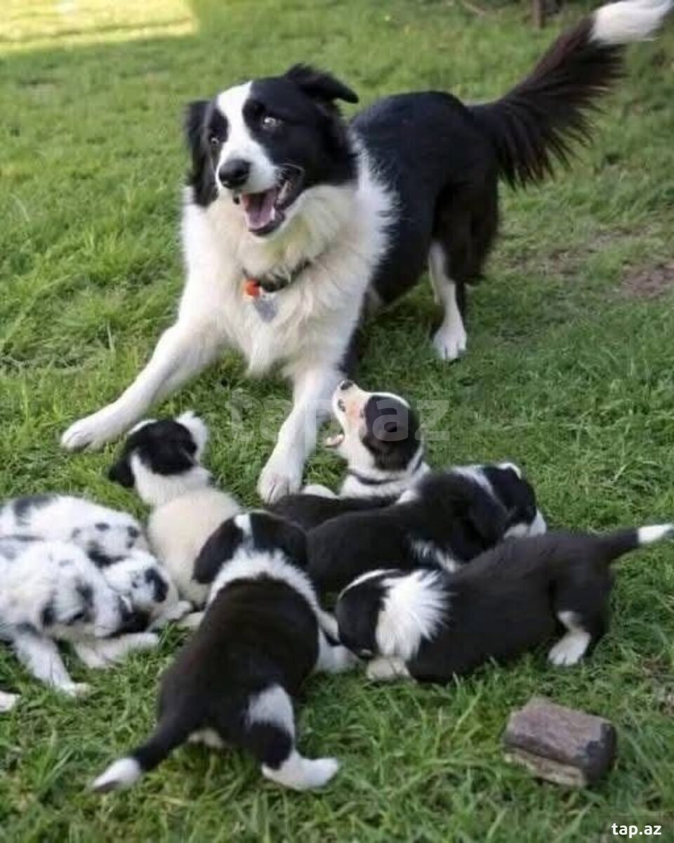 Border Collie