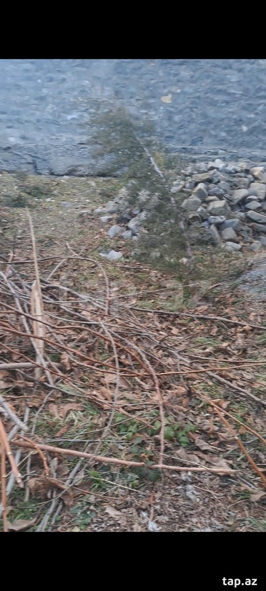 Həyət evi, Şəki ş.