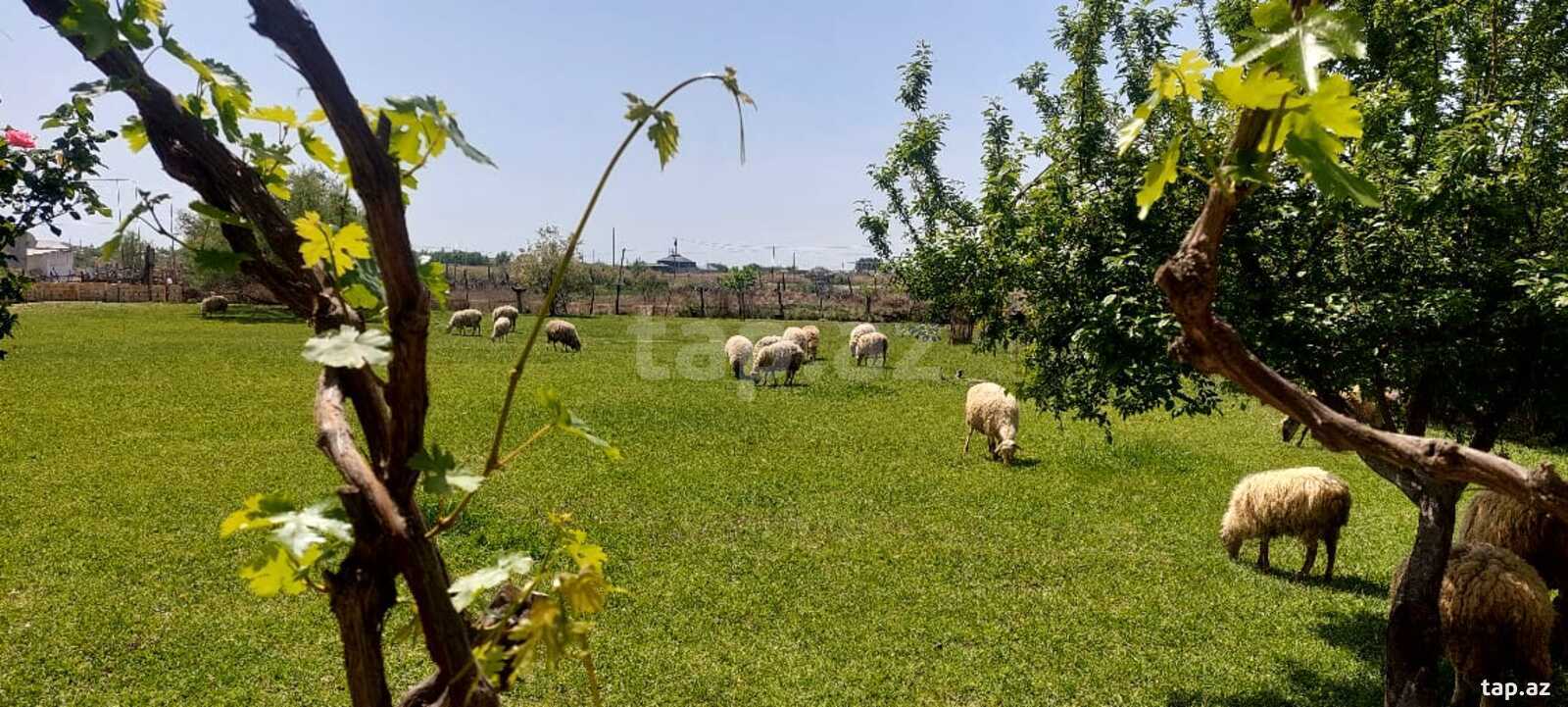 Bağ evi kirayə verilir, Mingəçevir ş.