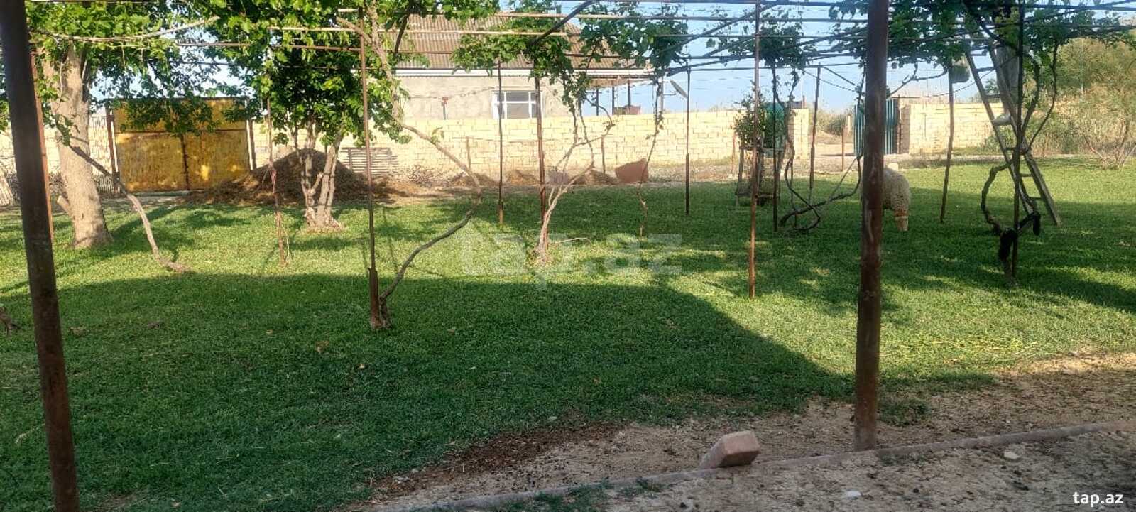 Bağ evi kirayə verilir, Mingəçevir ş.