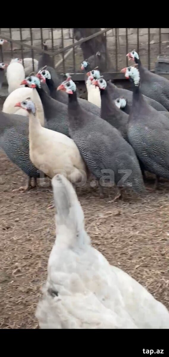 Firəng quşları (3)