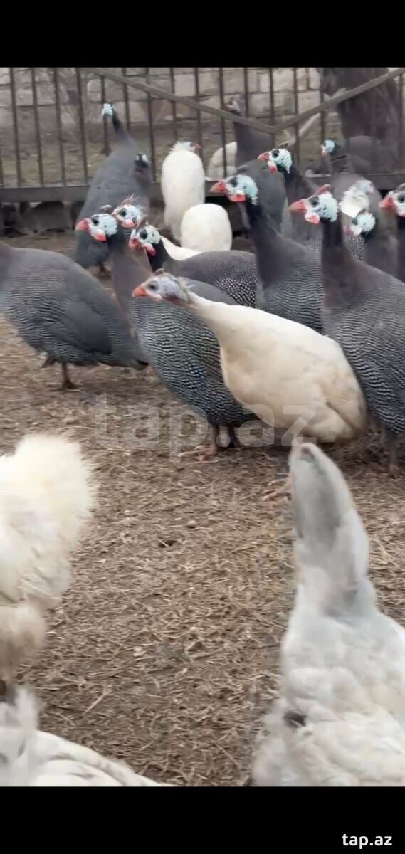 Firəng quşları (5)