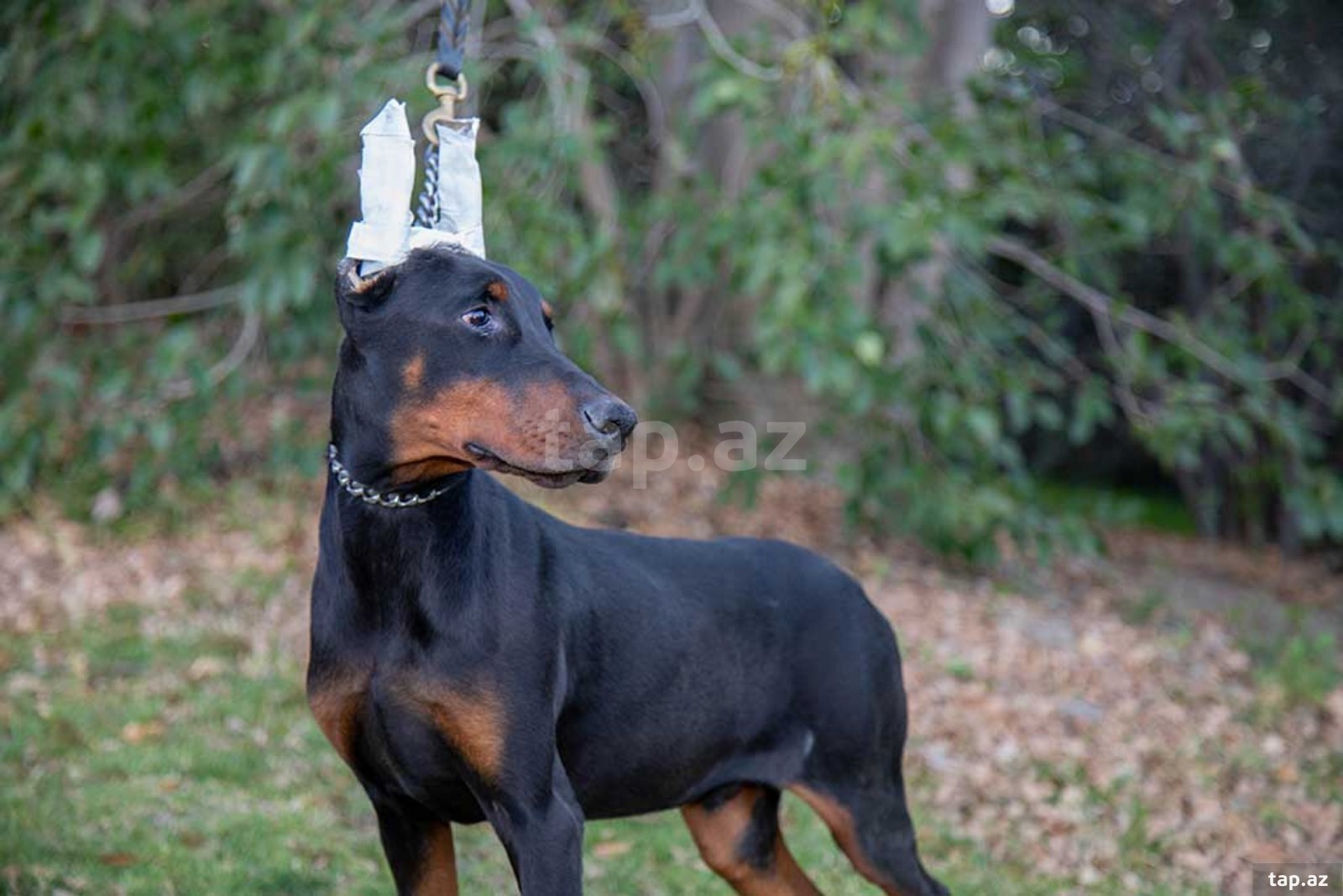 Doberman