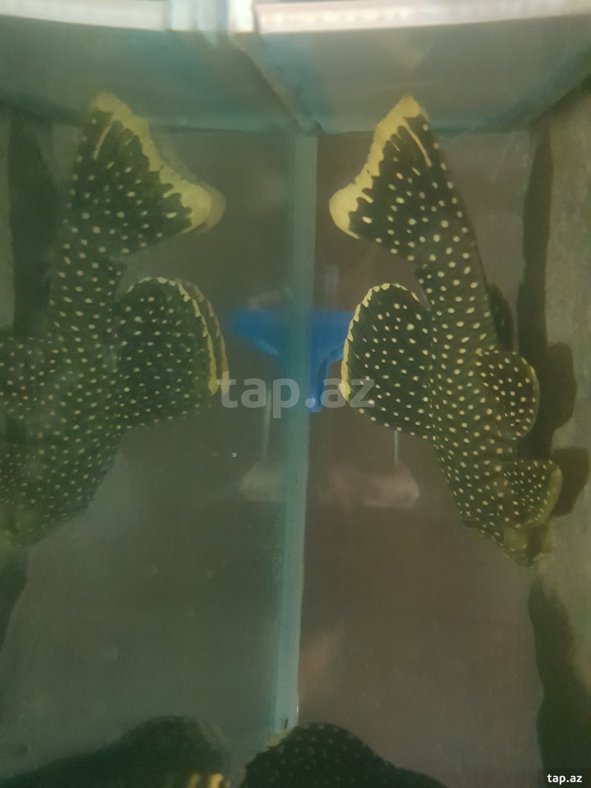 L177 baryancistrus balığı