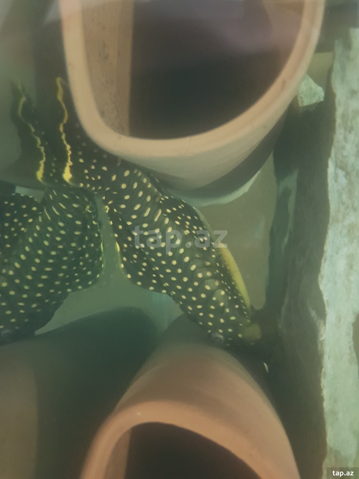 L177 baryancistrus balığı (2)
