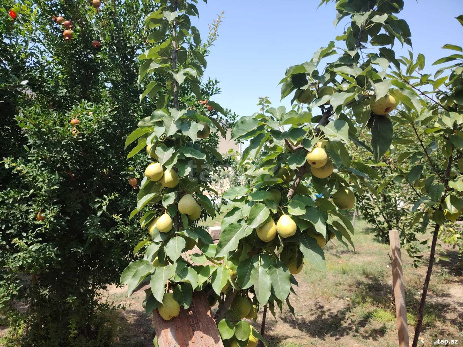Həyət evi, Sabunçu r. (20)
