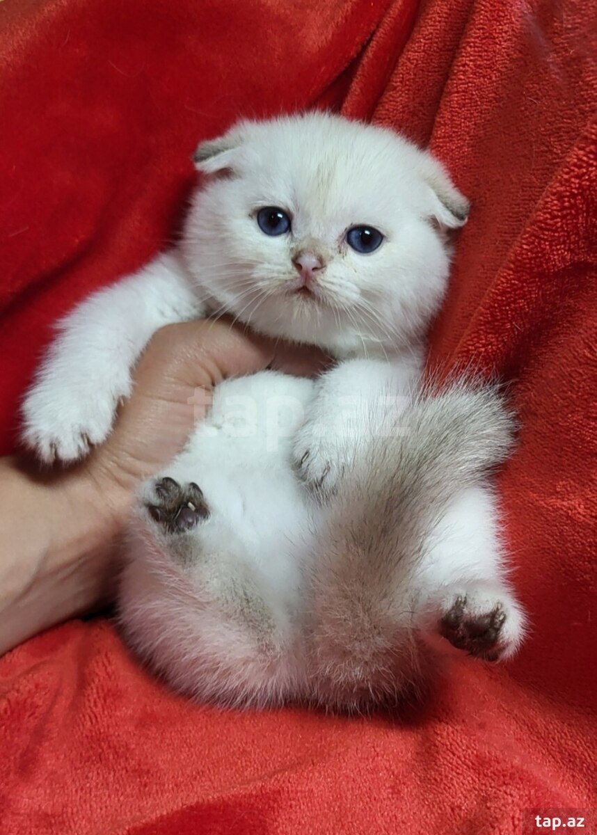Шиншиллы  (6)