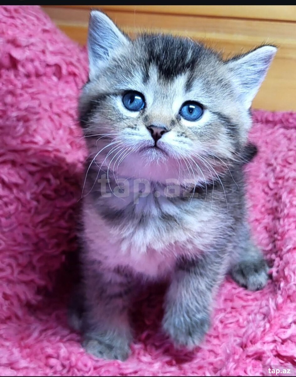 Шиншиллы  (3)