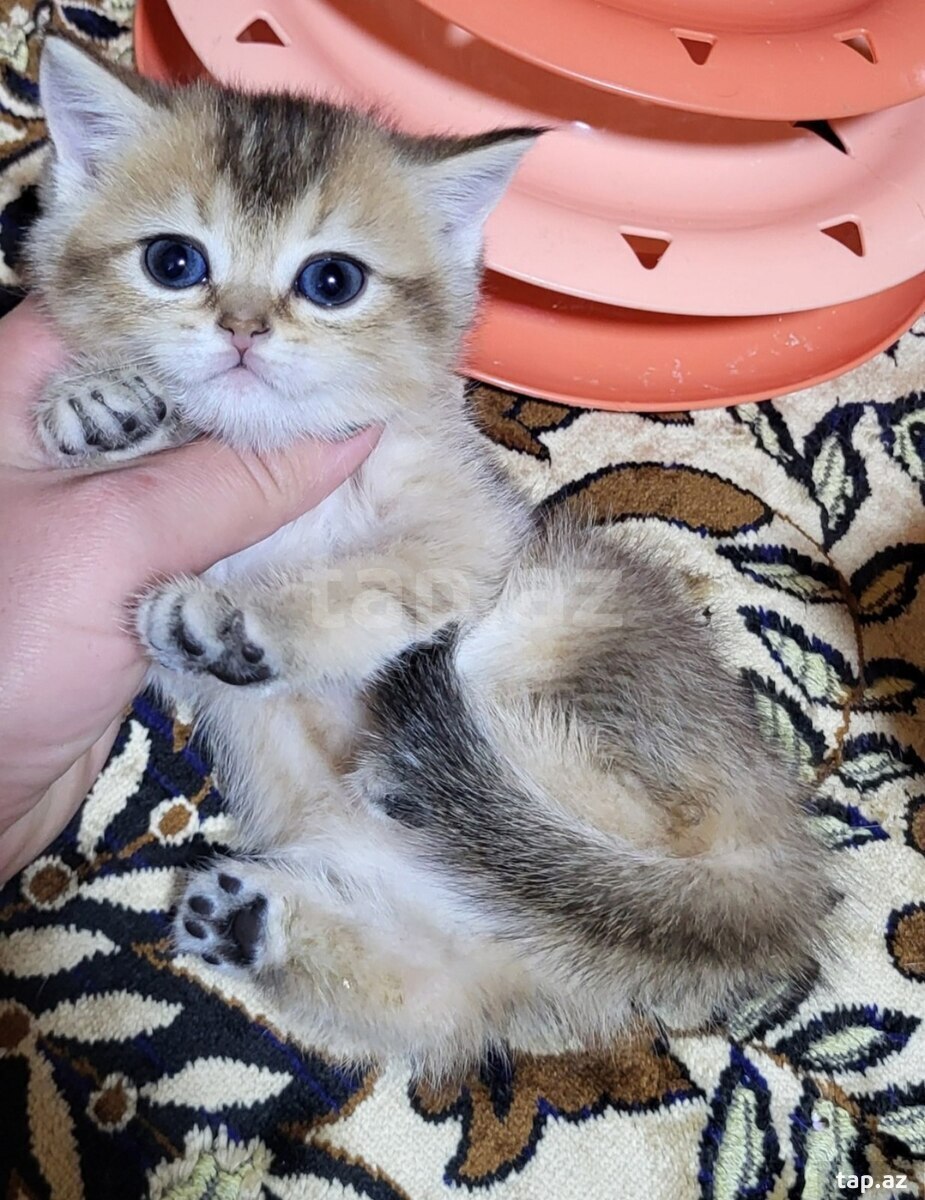 Шиншиллы  (10)