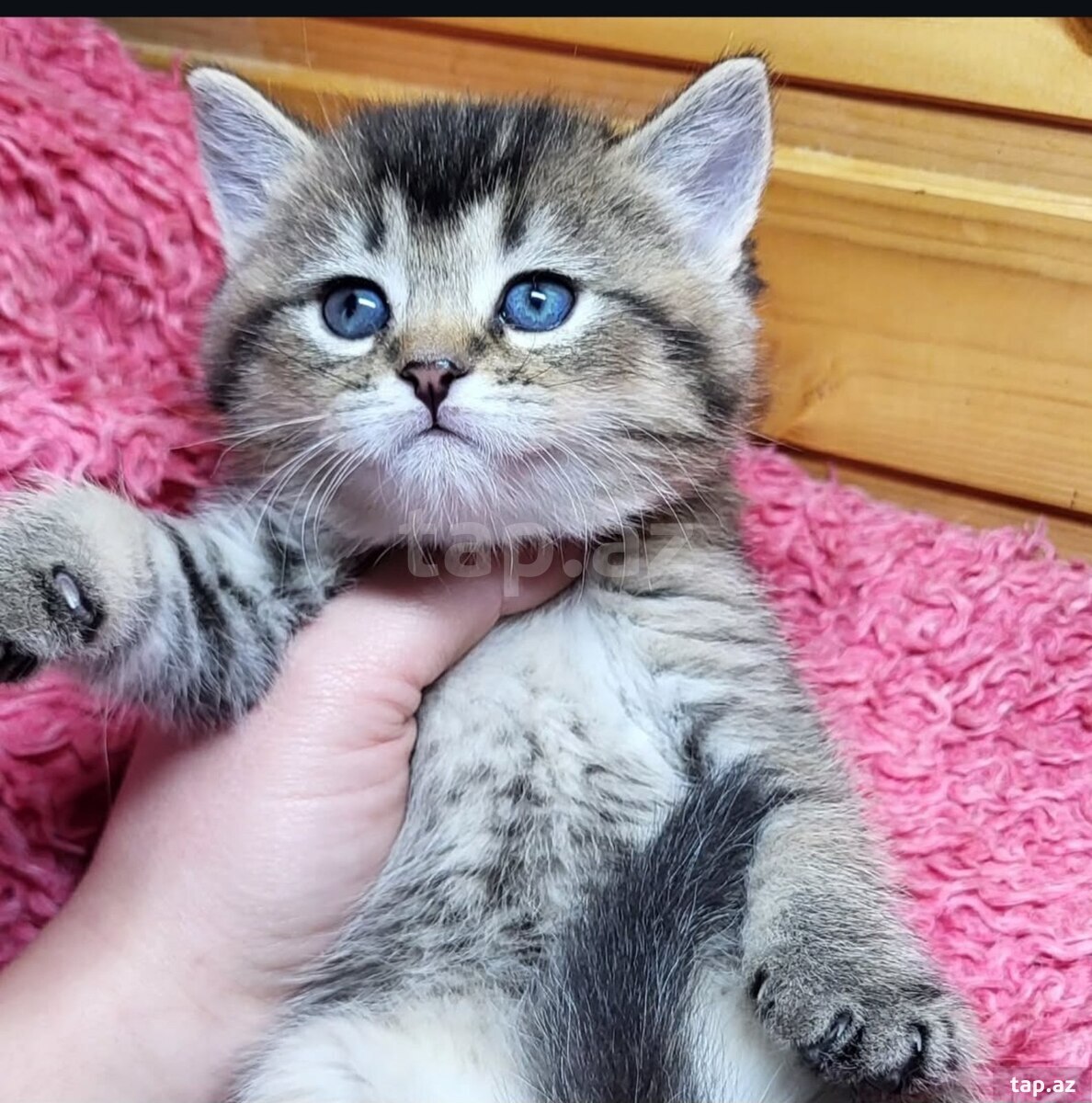 Шиншиллы  (7)