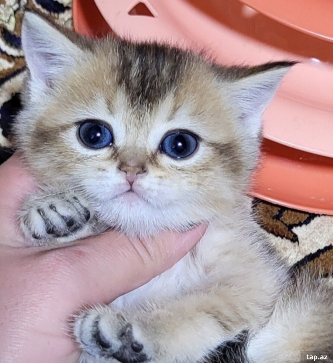 Шиншиллы  (5)