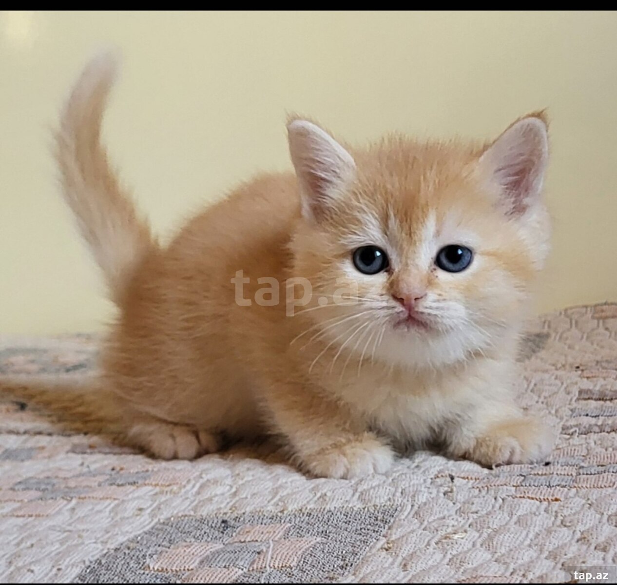 Шиншиллы  (12)