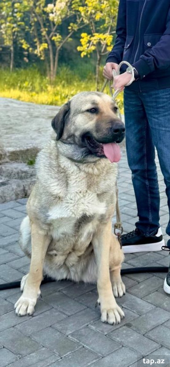 Kanqal