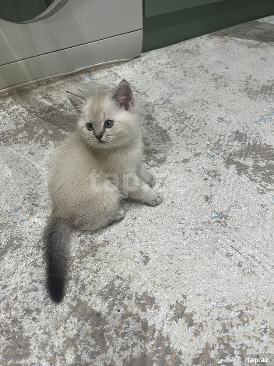 Pişiklər (5)