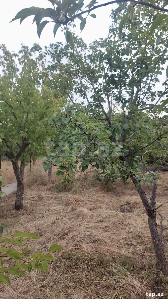 Həyət evi, Novxanı qəs. (6)