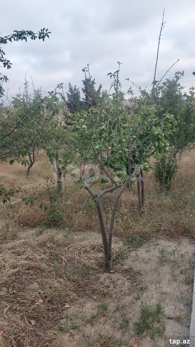 Həyət evi, Novxanı qəs. (7)