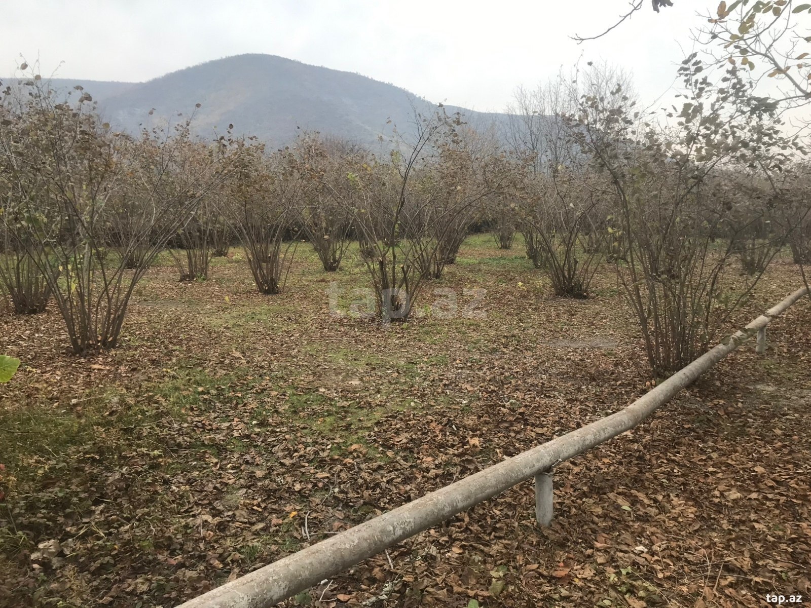 25 sot torpaq sahəsi, Oğuz r. (3)