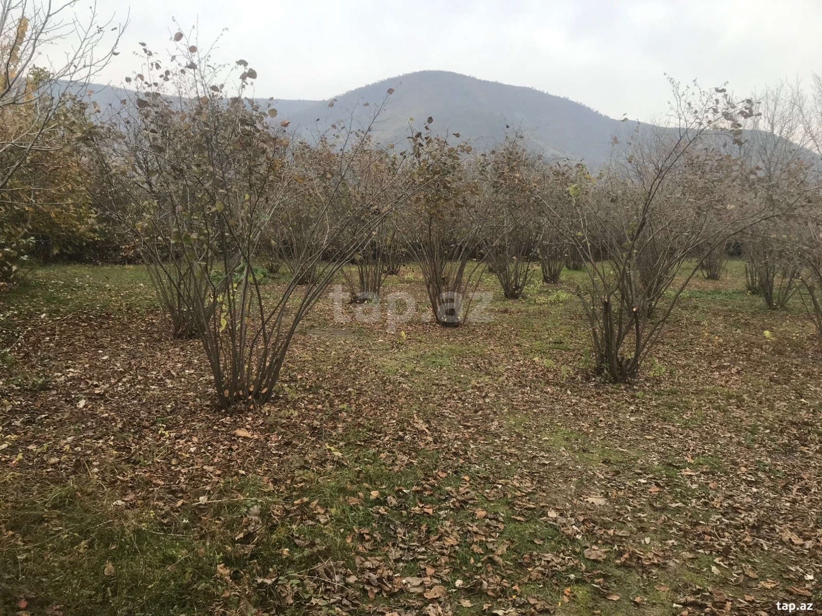 25 sot torpaq sahəsi, Oğuz r.