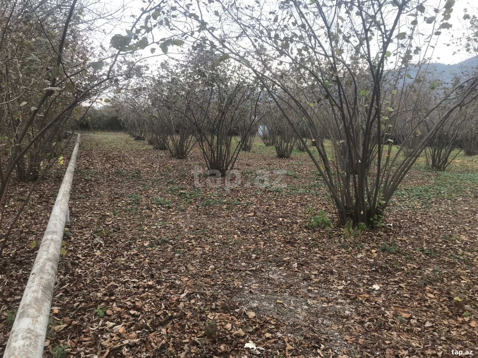 25 sot torpaq sahəsi, Oğuz r. (6)
