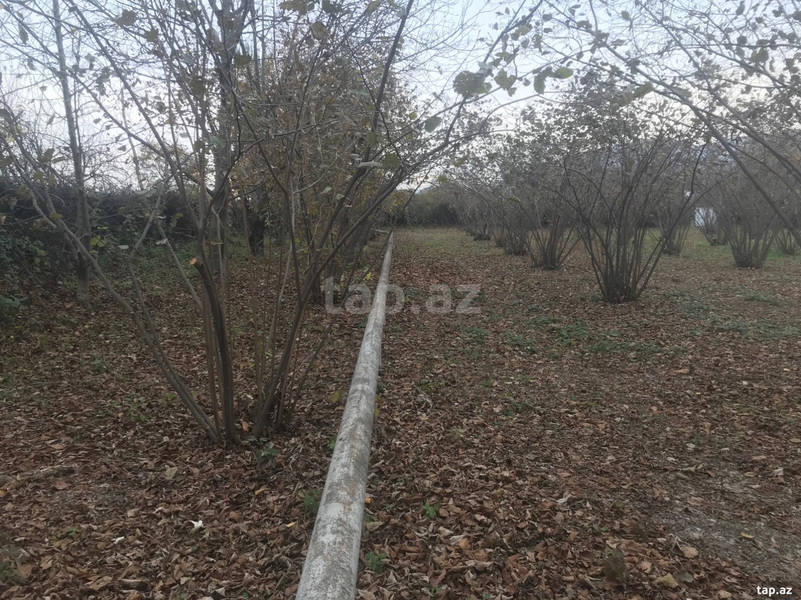 25 sot torpaq sahəsi, Oğuz r. (5)