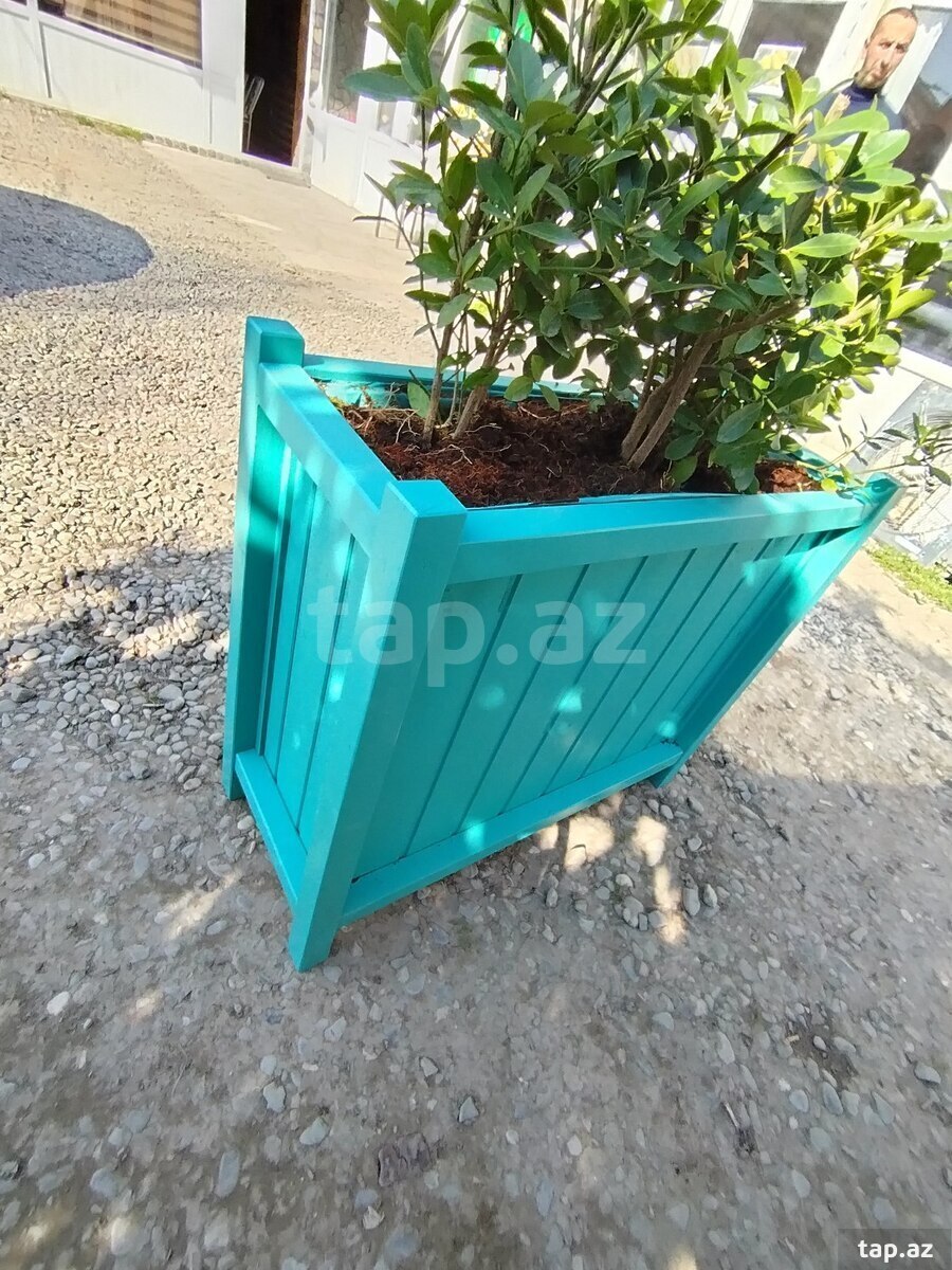 Gül dibçəkləri  (3)