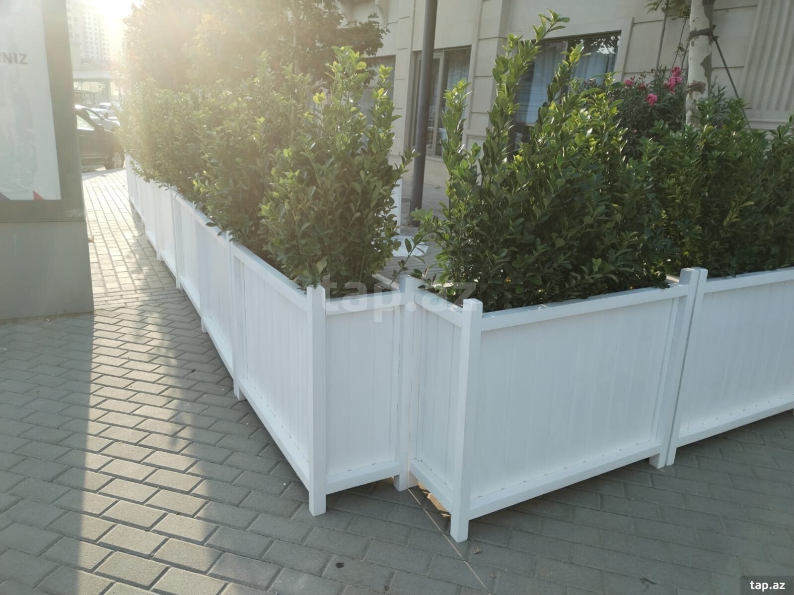 Gül dibçəkləri  (18)