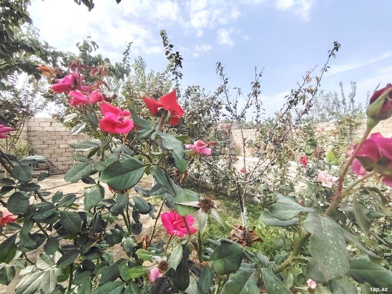Həyət evi, Maştağa qəs.