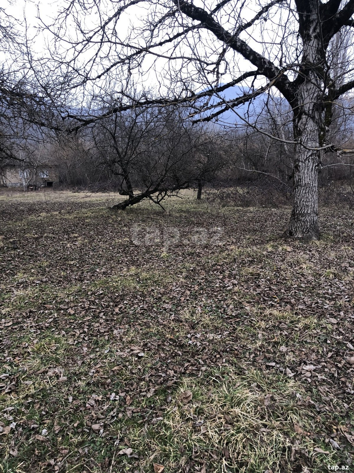 Torpaq satılır, Qəbələ, Qəbələ
