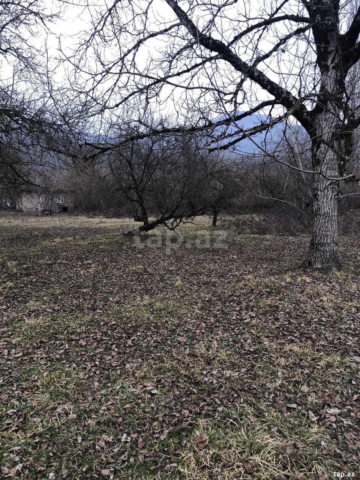 Torpaq satılır, Qəbələ, Qəbələ