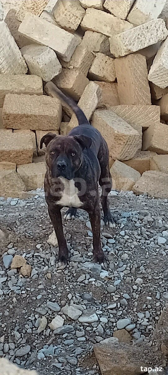 Pitbul (cütləşdirmək üçün) (2)