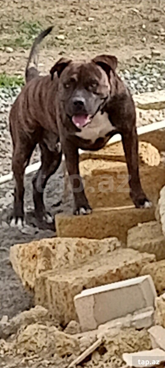 Pitbul (cütləşdirmək üçün)