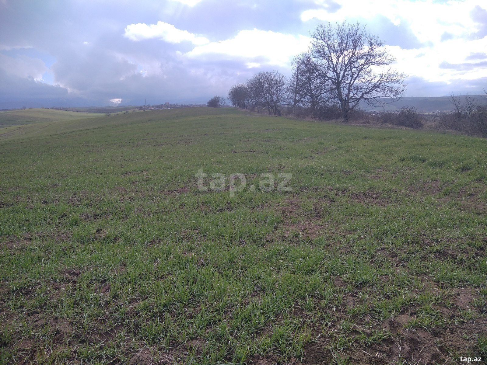Torpaq satılır, Quba