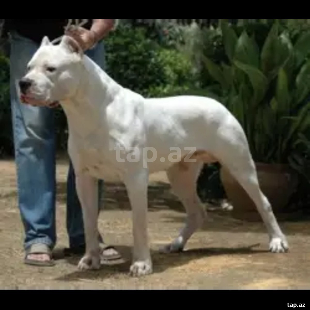 Argentina doqu
