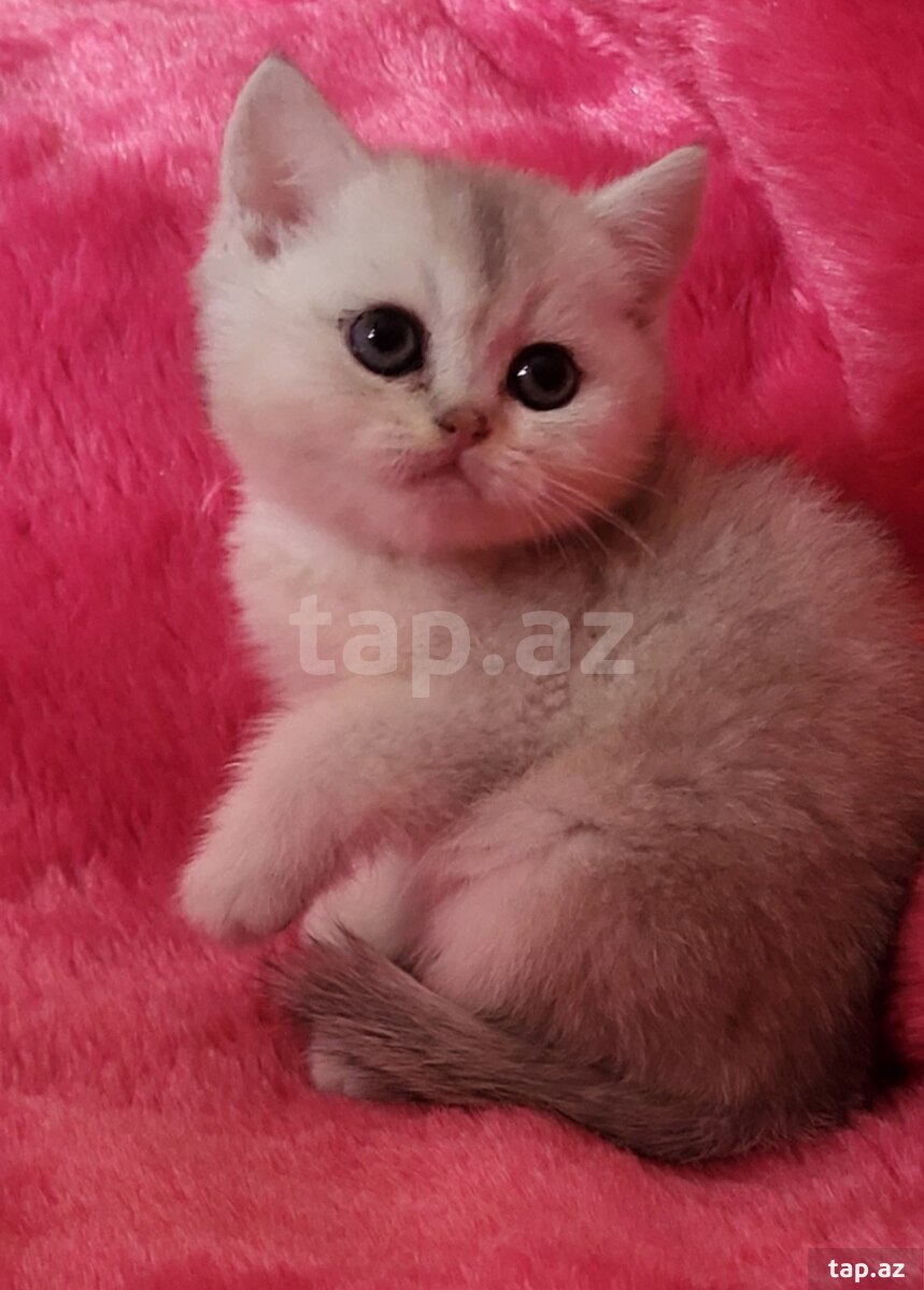Серебристая Шиншилла  (5)