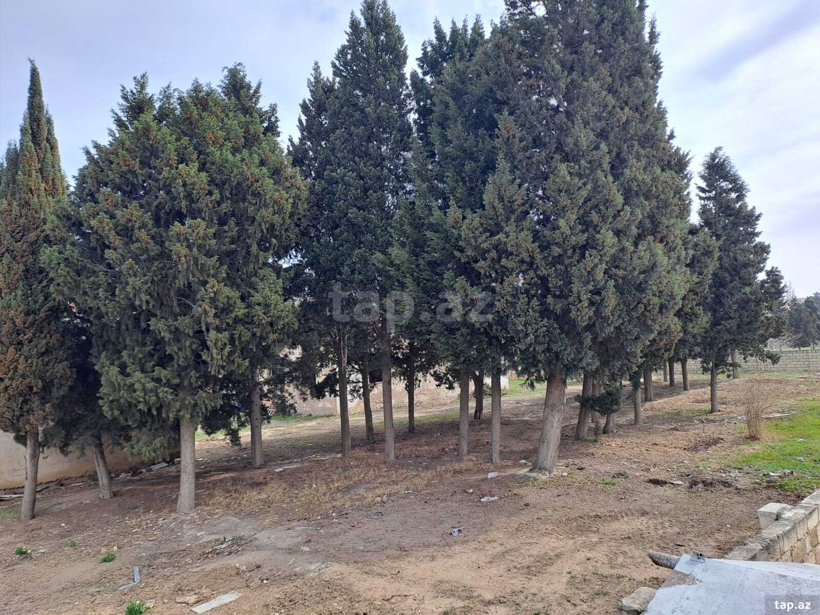 25 sot torpaq sahəsi, Sumqayıt ş. (5)