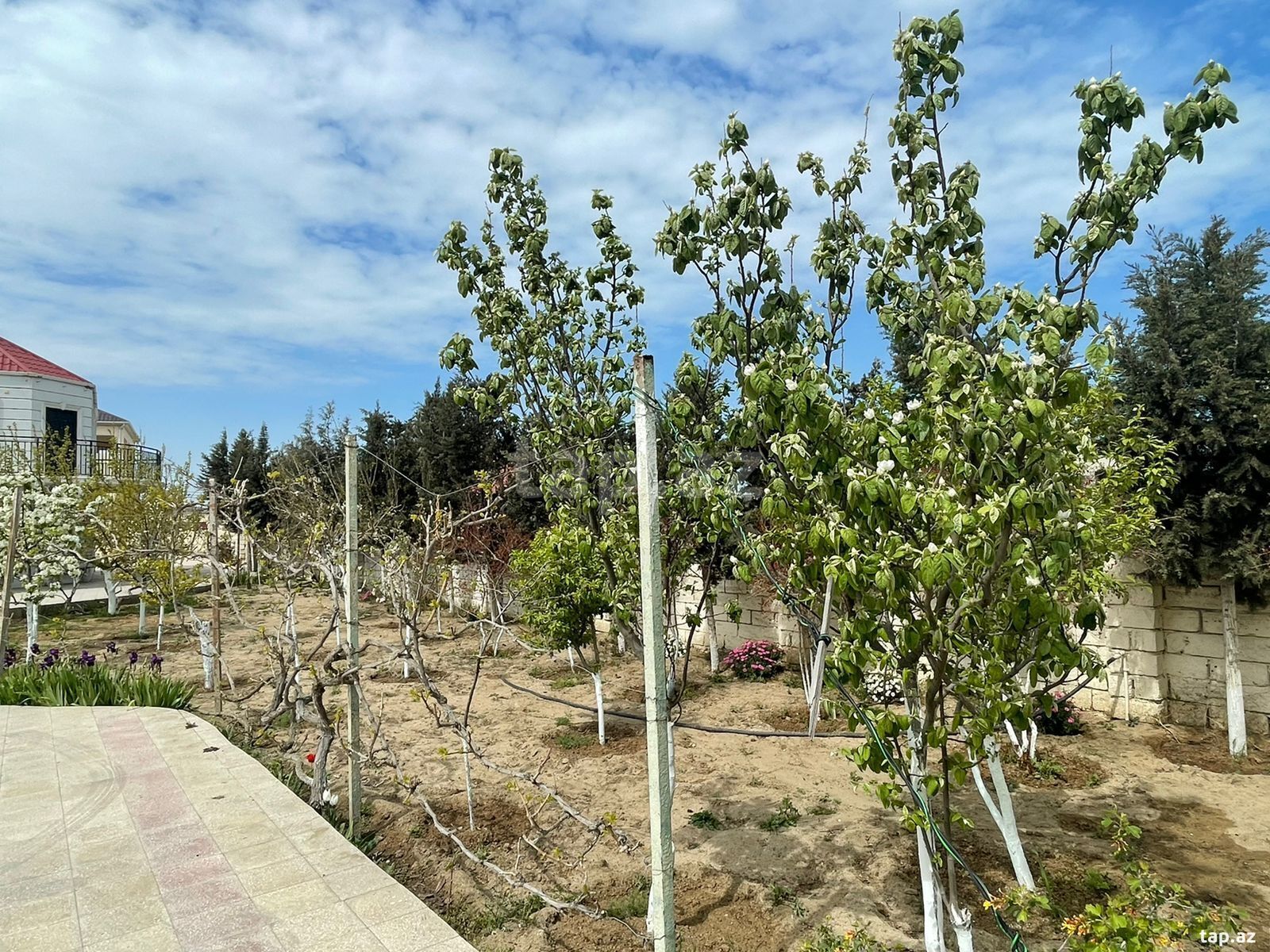 Bağ evi kirayə verilir, Bilgəh qəs. (11)