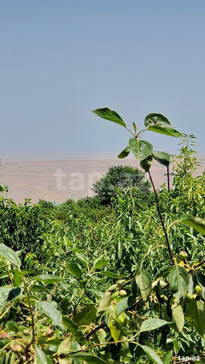 Bağ evi, Şabran r.