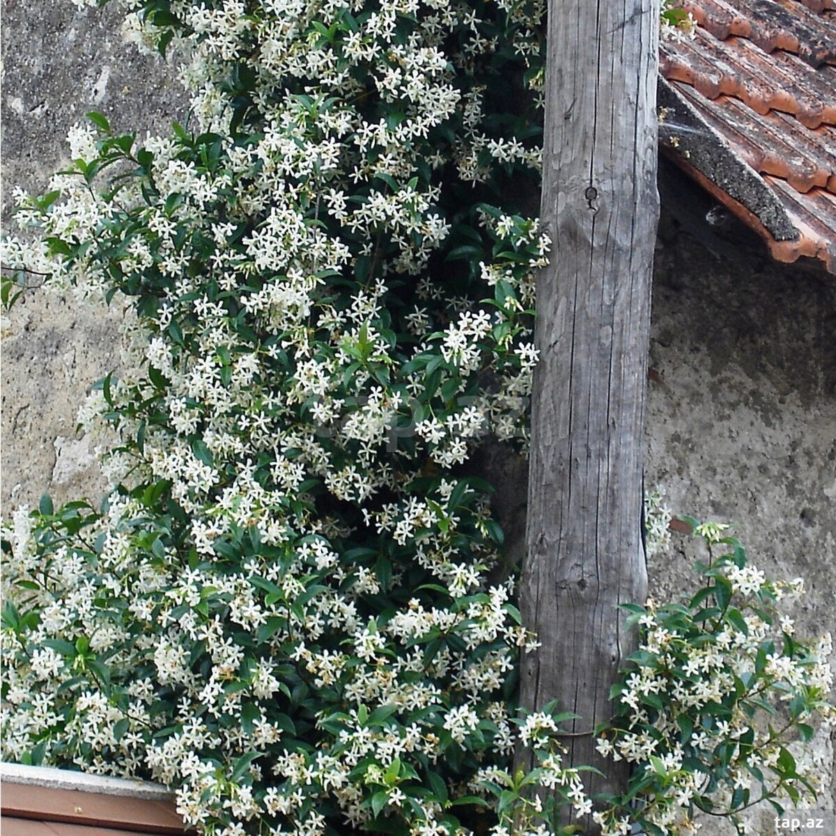Güllər  (3)