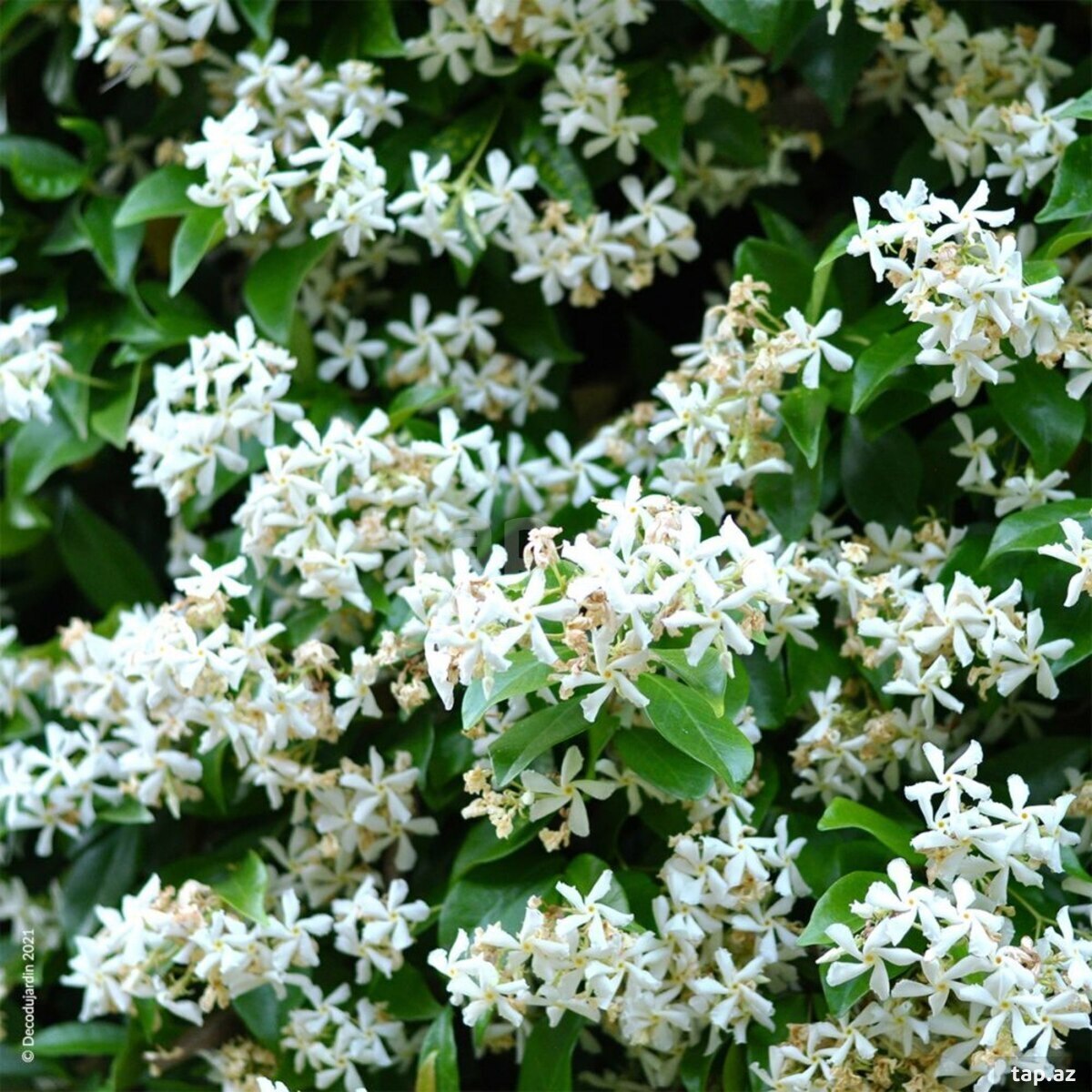 Güllər  (5)