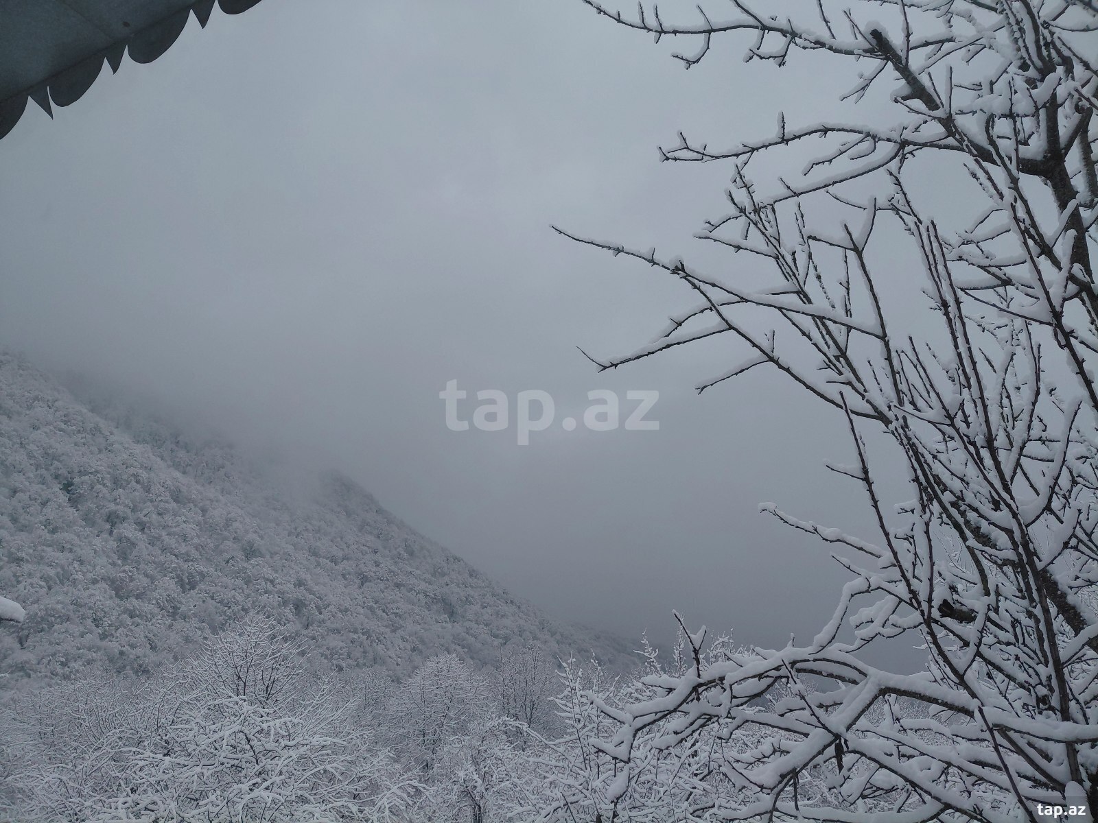 3 sot torpaq sahəsi, Qəbələ r. (5)
