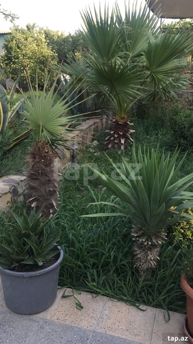 Bağ evi, Maştağa qəs. (5)