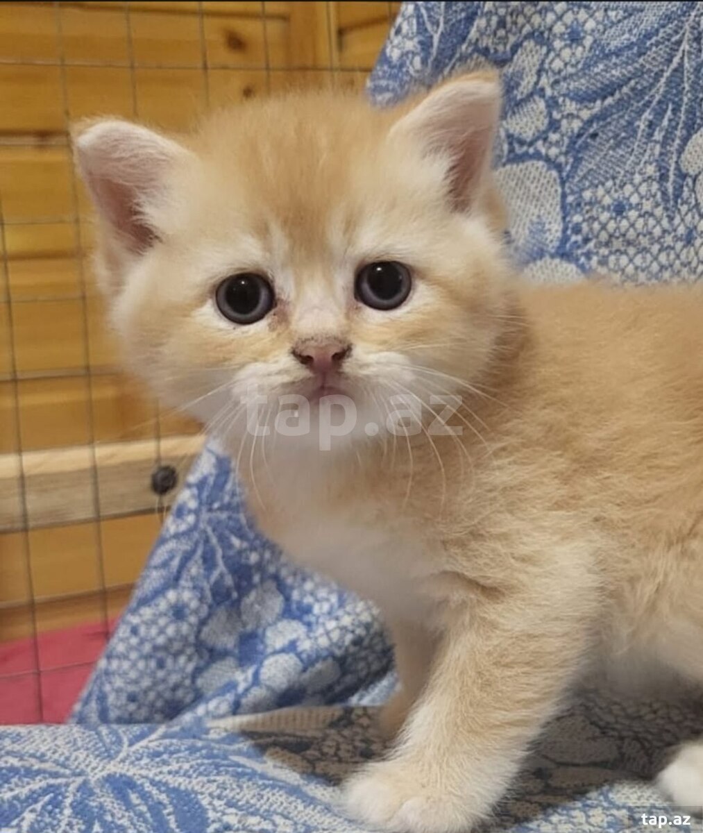Котята шиншилла  (4)