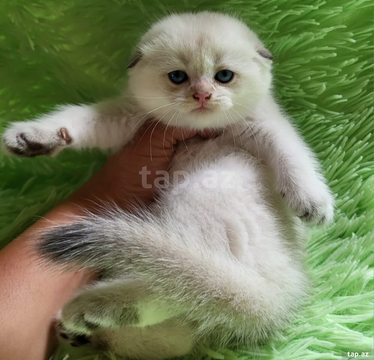 Котята шиншилла  (22)