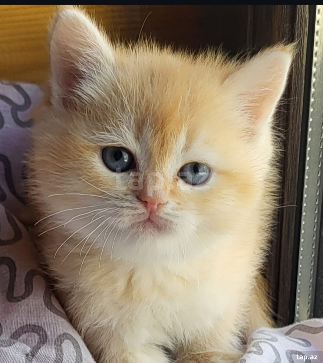 Котята шиншилла  (20)